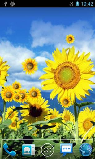 Sunflower Live Wallpaper - Image screenshot of android app