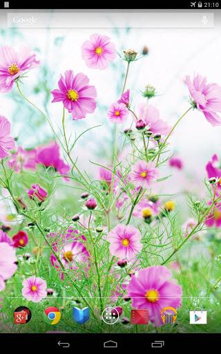 Sweet Flowers Live Wallpaper - عکس برنامه موبایلی اندروید