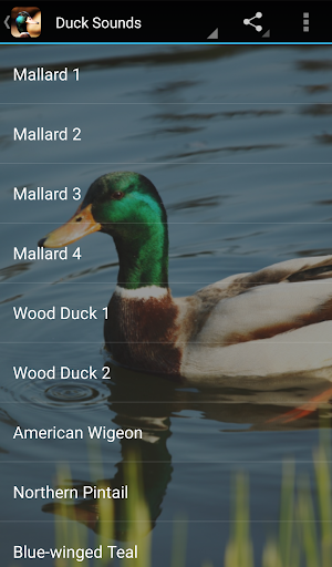Duck Sounds - Image screenshot of android app
