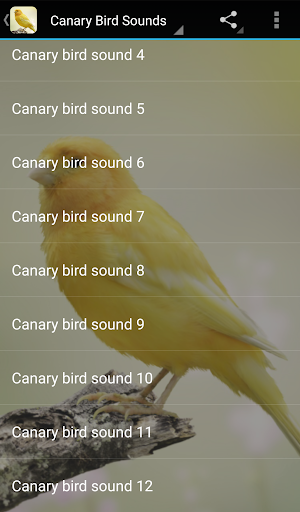 Canary Bird Sounds - Image screenshot of android app