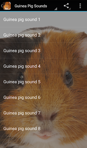 Guinea Pig Sounds - Image screenshot of android app