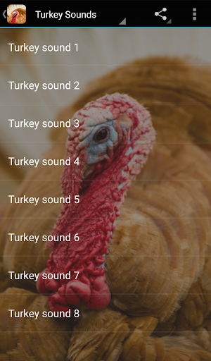 Turkey Sounds - Image screenshot of android app