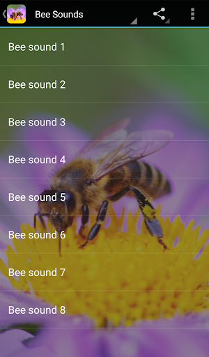 Bee Sounds - Image screenshot of android app