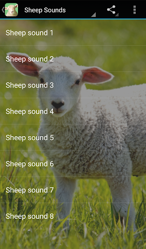 Sheep Sounds - Image screenshot of android app