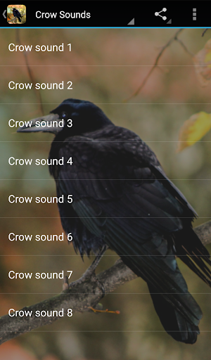 Crow Sounds - Image screenshot of android app