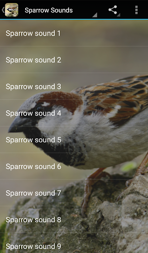 Sparrow Sounds - Image screenshot of android app