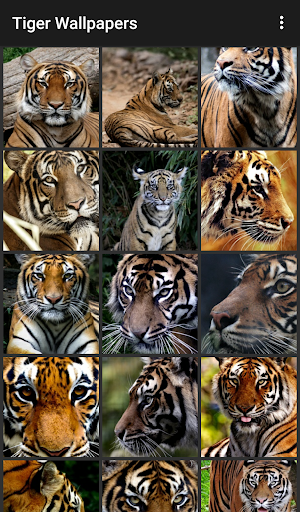 Tiger Wallpapers - عکس برنامه موبایلی اندروید