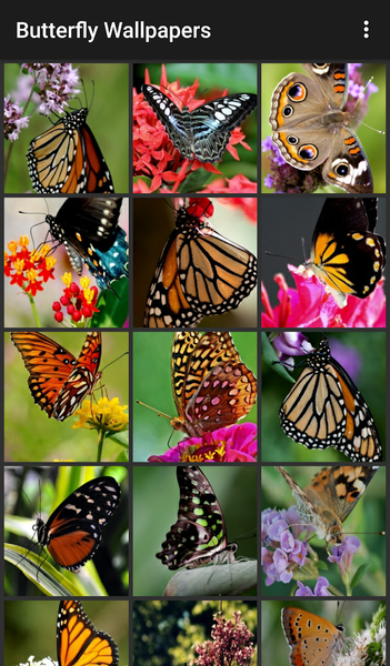 Butterfly Wallpapers - Image screenshot of android app