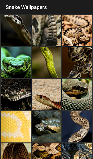 Snake Wallpapers - عکس برنامه موبایلی اندروید