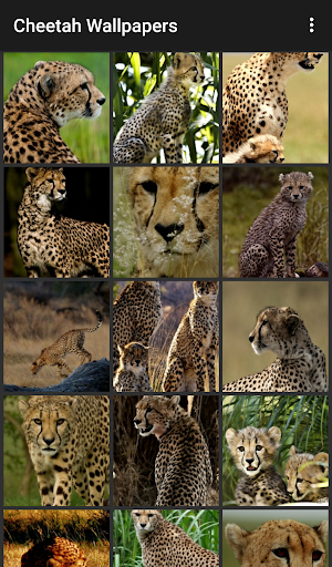 Cheetah Wallpapers - Image screenshot of android app