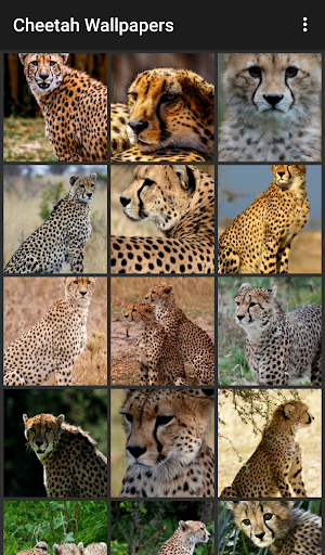 Cheetah Wallpapers - Image screenshot of android app