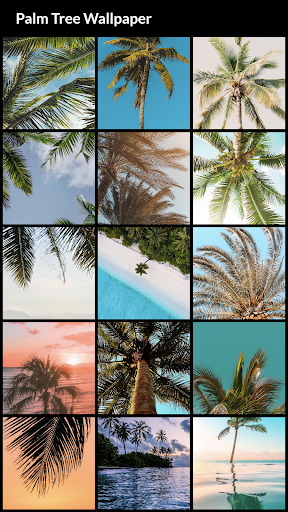 Palm Tree Wallpapers - Image screenshot of android app