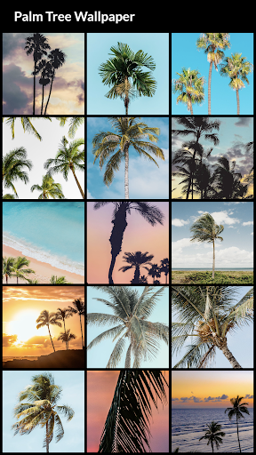 Palm Tree Wallpapers - Image screenshot of android app