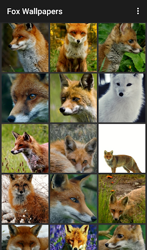 Fox Wallpapers - Image screenshot of android app