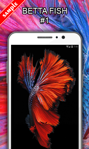 Betta Fish Wallpapers - عکس برنامه موبایلی اندروید