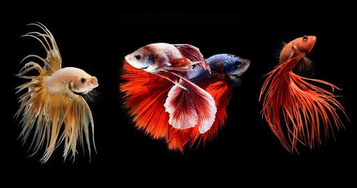 Betta Fish Wallpapers - عکس برنامه موبایلی اندروید