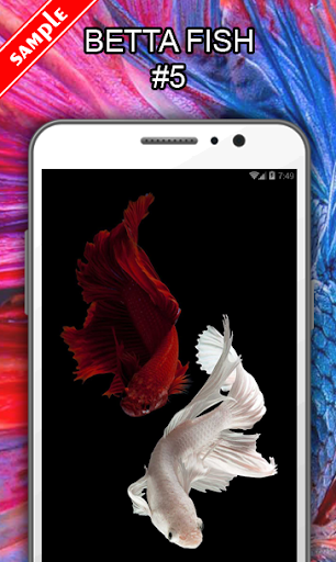 Betta Fish Wallpapers - عکس برنامه موبایلی اندروید