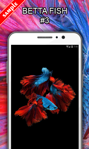 Betta Fish Wallpapers - عکس برنامه موبایلی اندروید