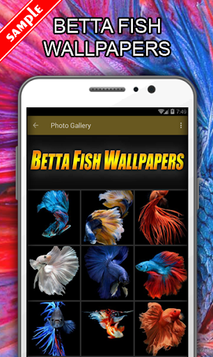 Betta Fish Wallpapers - عکس برنامه موبایلی اندروید