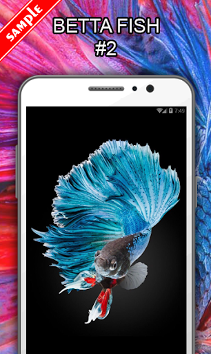 Betta Fish Wallpapers - عکس برنامه موبایلی اندروید