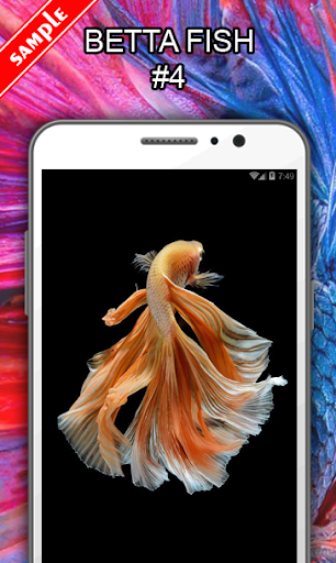 Betta Fish Wallpapers - عکس برنامه موبایلی اندروید