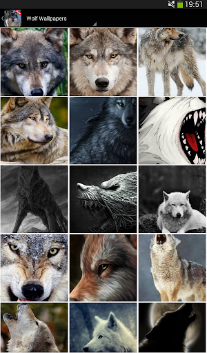 Wolf Wallpapers - عکس برنامه موبایلی اندروید