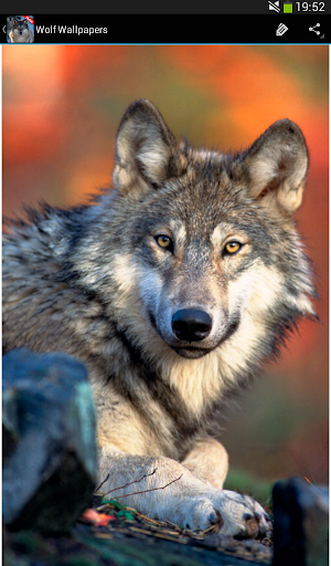 Wolf Wallpapers - Image screenshot of android app