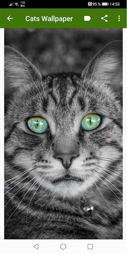 Cat Wallpapers - عکس برنامه موبایلی اندروید