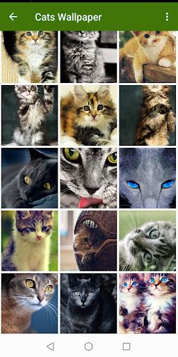 Cat Wallpapers - عکس برنامه موبایلی اندروید