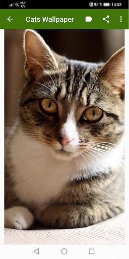 Cat Wallpapers - عکس برنامه موبایلی اندروید