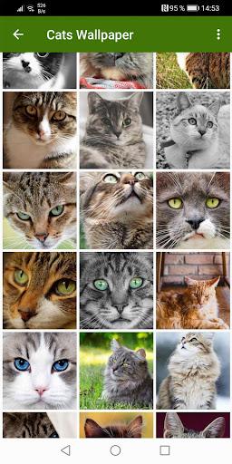 Cat Wallpapers - Image screenshot of android app