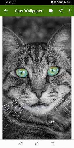 Cat Wallpapers - عکس برنامه موبایلی اندروید