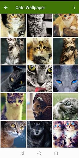 Cat Wallpapers - عکس برنامه موبایلی اندروید