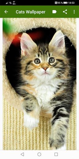 Cat Wallpapers - عکس برنامه موبایلی اندروید