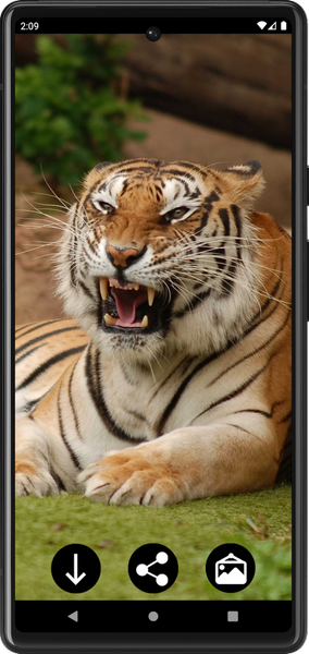Tiger Wallpapers | Cool tigers - عکس برنامه موبایلی اندروید