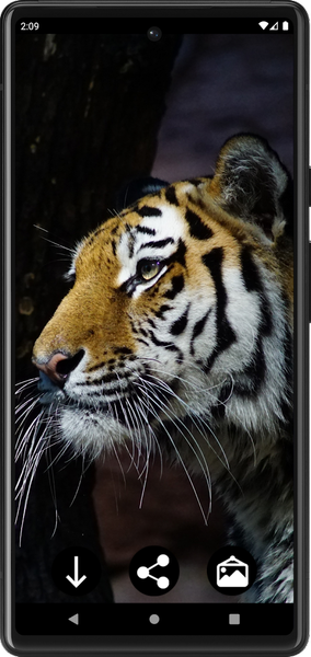 Tiger Wallpapers | Cool tigers - عکس برنامه موبایلی اندروید