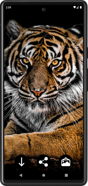 Tiger Wallpapers | Cool tigers - عکس برنامه موبایلی اندروید