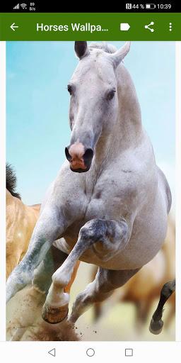 Horse Wallpapers - عکس برنامه موبایلی اندروید