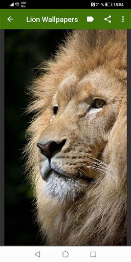 Lion Wallpapers - عکس برنامه موبایلی اندروید