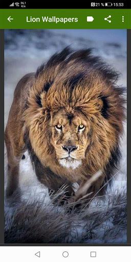 Lion Wallpapers - Image screenshot of android app