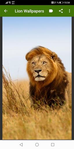 Lion Wallpapers - عکس برنامه موبایلی اندروید