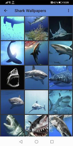 Shark Wallpapers - Image screenshot of android app