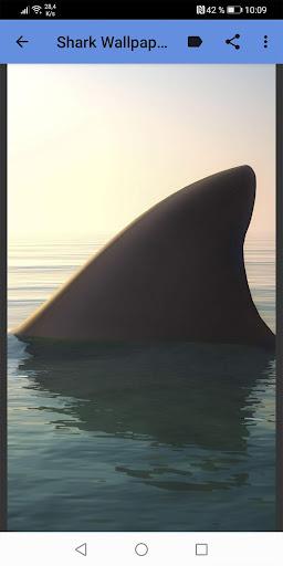 Shark Wallpapers - عکس برنامه موبایلی اندروید