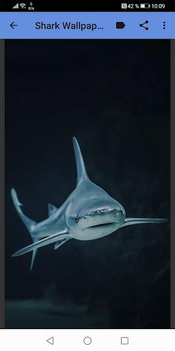 Shark Wallpapers - عکس برنامه موبایلی اندروید