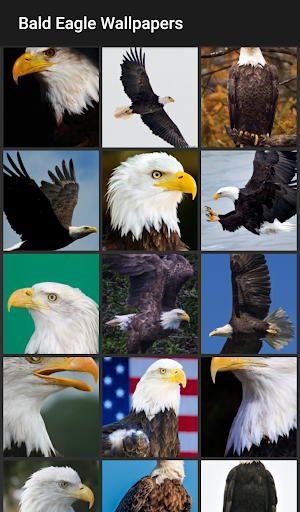 Bald Eagle Wallpapers - Image screenshot of android app