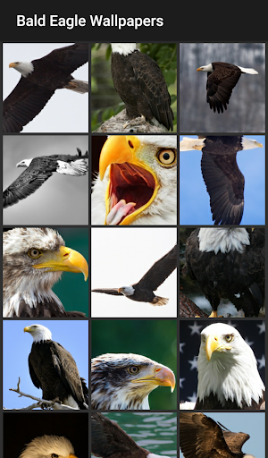 Bald Eagle Wallpapers - Image screenshot of android app