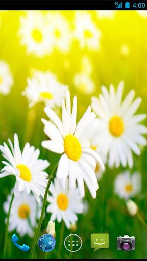Daisy Wallpapers - Image screenshot of android app