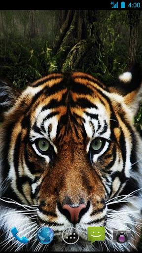 Tiger Wallpapers - Image screenshot of android app