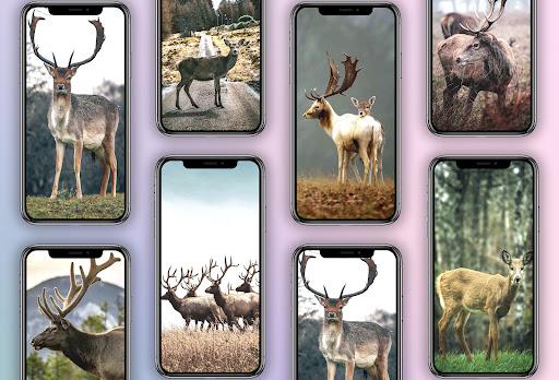 Deer Wallpapers - Image screenshot of android app