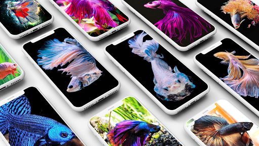 Betta Fish Wallpapers - Image screenshot of android app